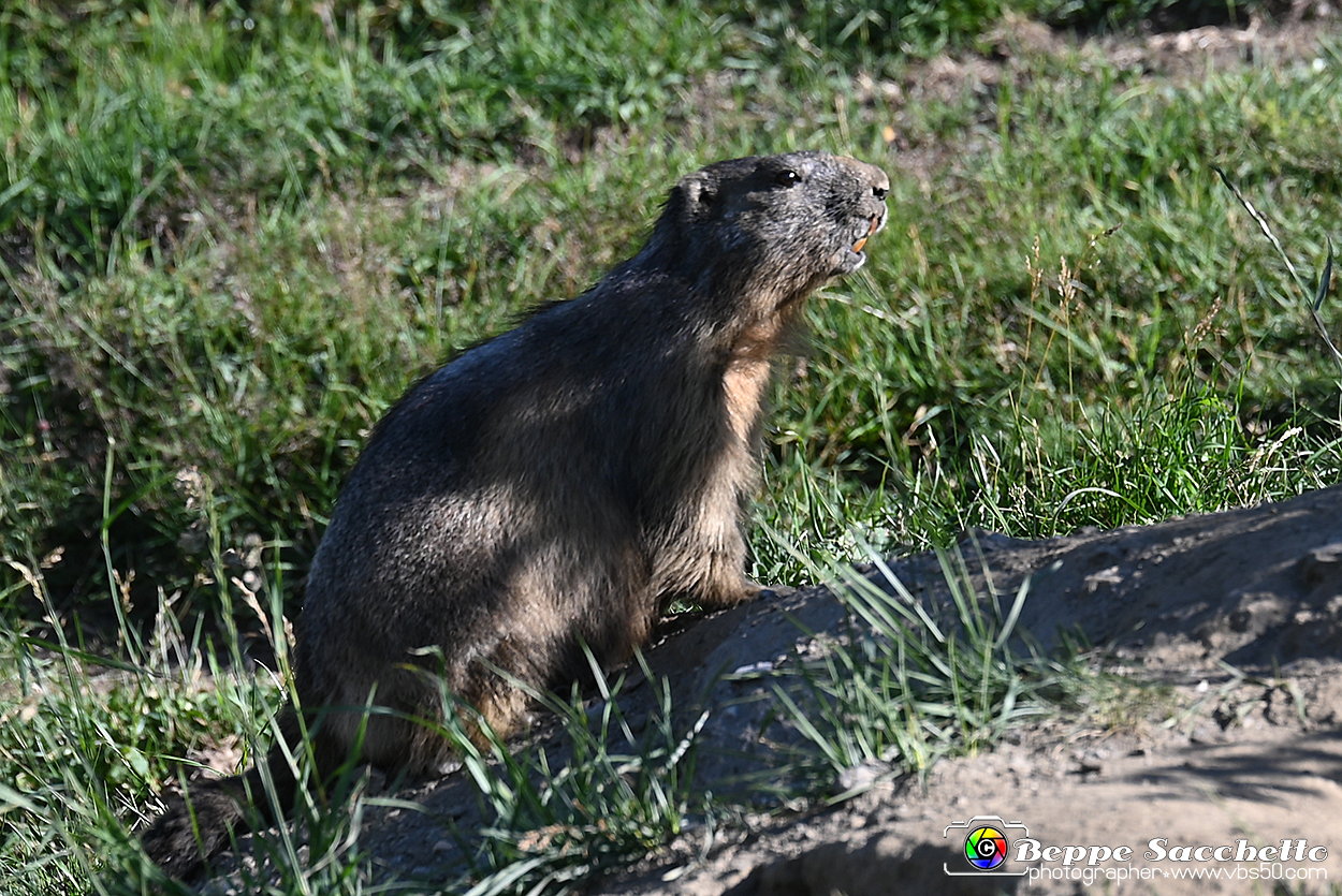 VBS_1 -  Plateau du Mont-Cenise, Grand Croix, Marmotte_-_0064 mt.jpg